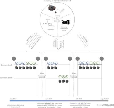 Environmentally Driven Color Variation in the Pearl Oyster Pinctada margaritifera var. cumingii (Linnaeus, 1758) Is Associated With Differential Methylation of CpGs in Pigment- and Biomineralization-Related Genes